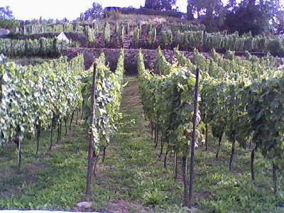 Weinberge an der Elbe bei Diesbar-Seudlitz