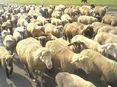 Schafe auf dem Radweg